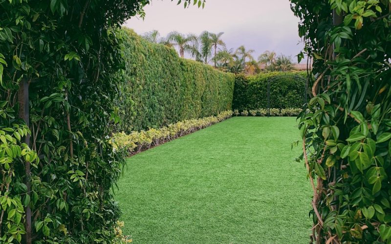 green-leafed plant arch