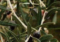 an olive tree with lots of green olives