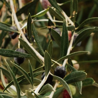 an olive tree with lots of green olives