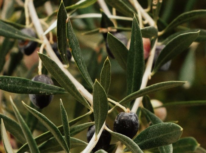 an olive tree with lots of green olives